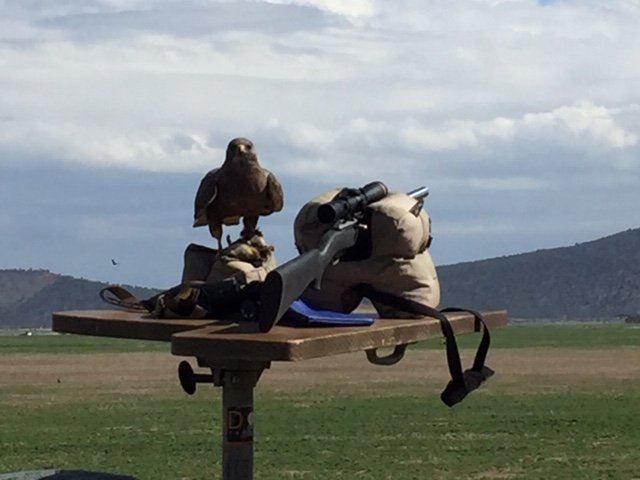 DOA bench bird of prey